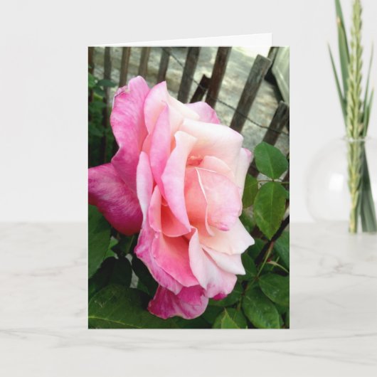 バレンタインバラ シーズンカード (正面)