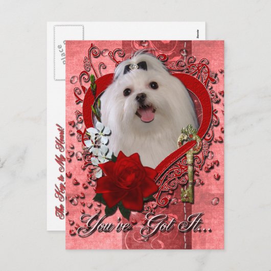 バレンタイン-私のハートへの鍵-マルチーズ シーズンポストカード (正面/裏面)