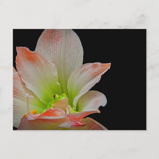 バレンティーンズカエル シーズンポストカード (正面)