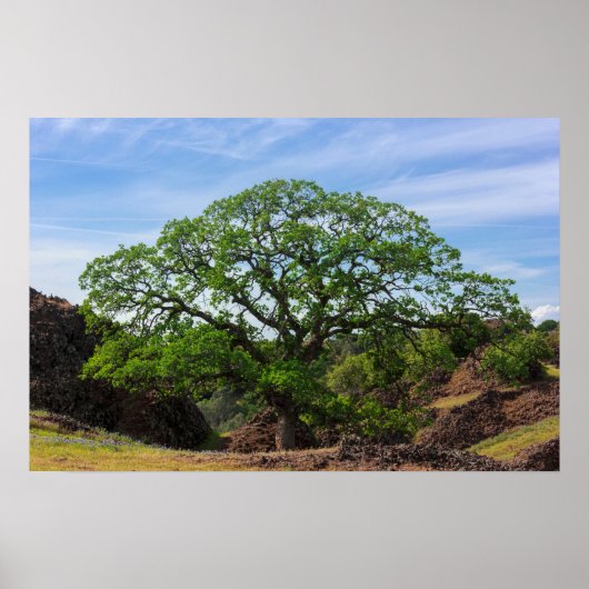 バレーオークツリー ポスター (正面)