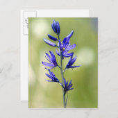 バレーカウンティのカマユリの花 ポストカード (正面/裏面)