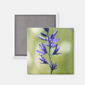 バレーカウンティのカマユリの花 マグネット (正面/裏面)