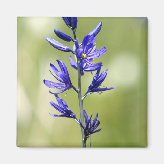 バレーカウンティのカマユリの花 マグネット (正面)