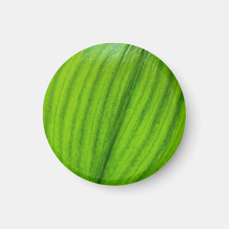 バレーマグネットのユリ マグネット