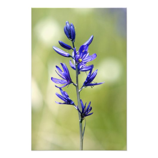 バレー郡のカマスリリーの花 フォトプリント            (正面)