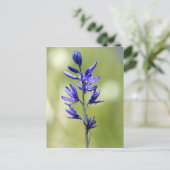 バレー郡のカマスリリーの花 ポストカード (スタンド正面)