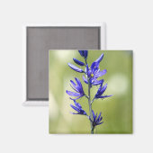バレー郡のカマスリリーの花 マグネット (正面/裏面)