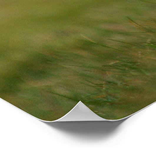 バロープフィンをお探し ポスター (角)