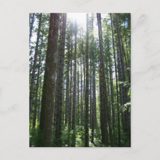 バンカバーアイランドフォレスト ポストカード