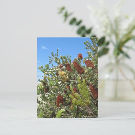 バンクシアス ポストカード (スタンド正面)