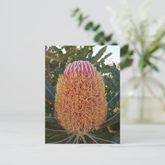 バンクシア花 ポストカード (スタンド正面)