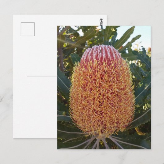 バンクシア花 ポストカード (正面/裏面)