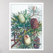 バンクシア花 | Ellis Rowan 1782 ポスター (正面)