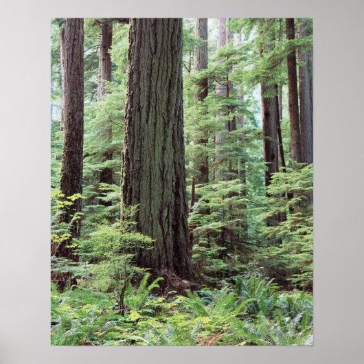 バンクーバー島、マクミラン地方公園1 ポスター (正面)
