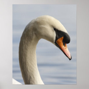 バンクーバー、スタンレーパーク、コブハクチョウ (Cygnus olor) 2 ポスター