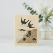 バンク、スミレグリーンツバメ、オーデュボン鳥類アメリカ ポストカード (スタンド正面)