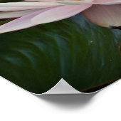 バングラディッシュウォーターリリー ポスター (角)