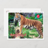 バングラデシュ王室のー – ベンガル・ティゲリ –  ポストカード (正面/裏面)