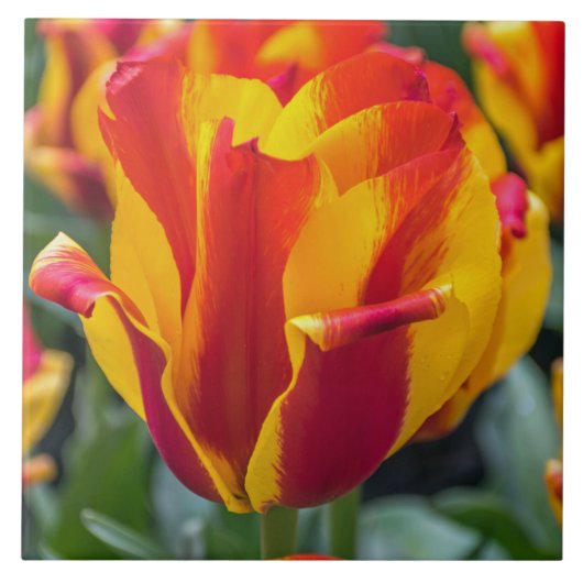 バンジャルカチューリップセラミックタイル タイル (正面)