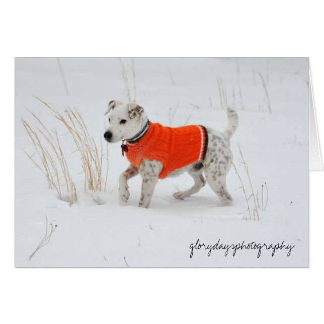 バンジョー、雪日 (正面横)