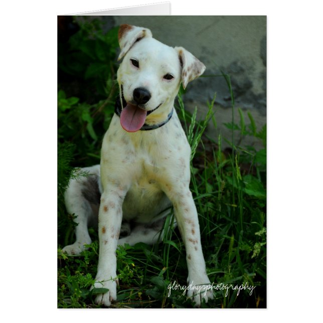 バンジョー、2009年5月 (正面)