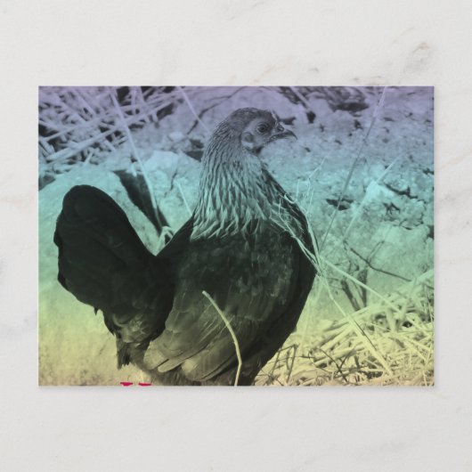 バンタムヘンイースター シーズンポストカード (正面)