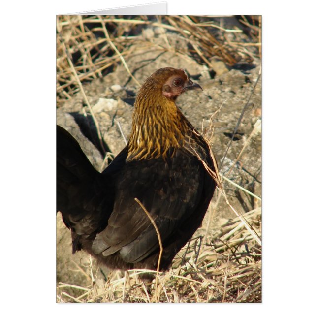 バンタム・プレ (正面)