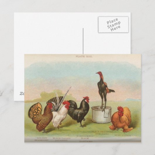 バンタム ポストカード (正面/裏面)