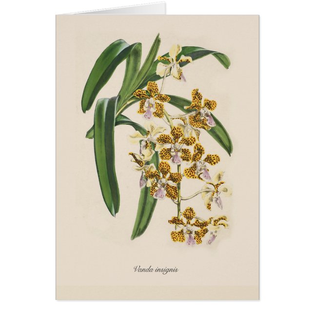 バンダのinsignis (正面)