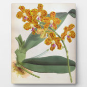 バンダパリシオレンジリンデニアオーキッド フォトプラーク (正面)