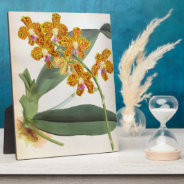 バンダパリシオレンジリンデニアオーキッド フォトプラーク