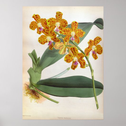 バンダパリシオレンジリンデニアオーキッド ポスター (正面)
