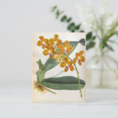 バンダパリシオレンジリンデニアオーキッド ポストカード (スタンド正面)