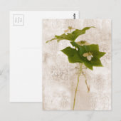 バンチベリー – Wild Dogwoodはがき ポストカード (正面/裏面)