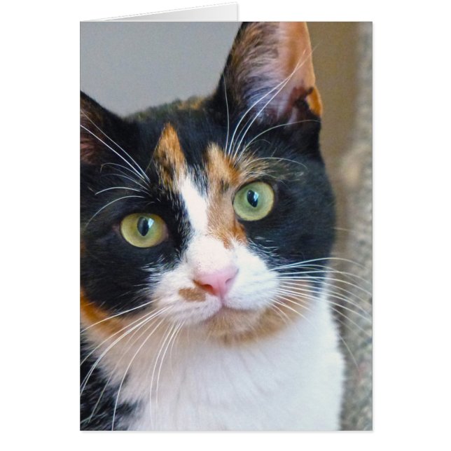 バンディット (正面)