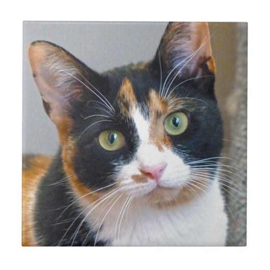 バンディット タイル (正面)