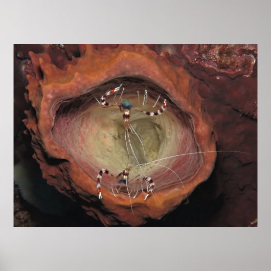 バンデクリーナーエビ ポスター (正面)