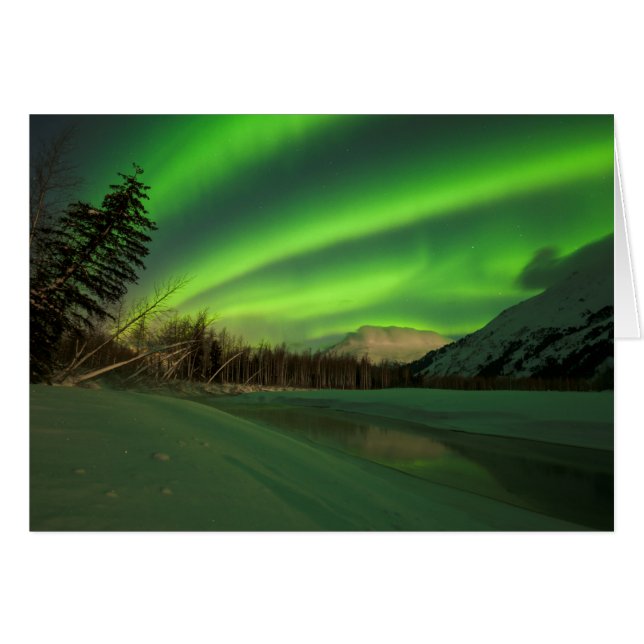 バンデッドオーロラ (正面横)