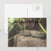 バンデッドピットビパースネーク ポストカード (正面/裏面)
