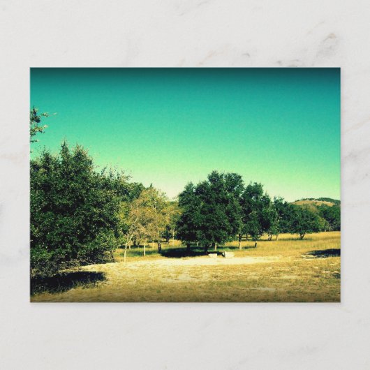 バンデラ美しいテキサス州葉書#2 ポストカード (正面)