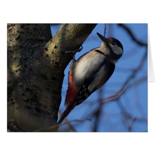 バントスペクト (正面横)