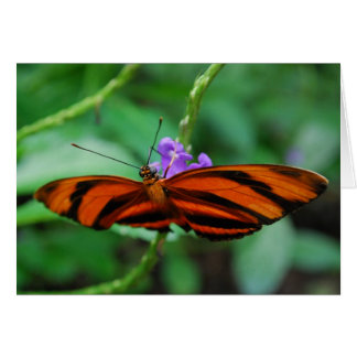 バンドを付けられたオレンジHeliconian