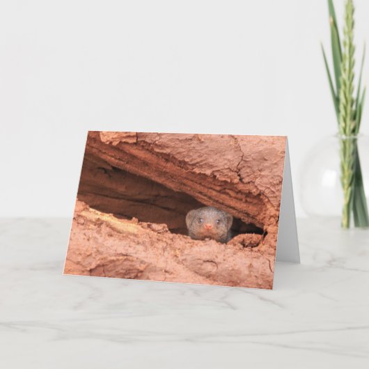 バンドを付けられたマングース、タンザニア シーズンカード (正面)