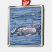 バンドウイルカの群れ - オマーン メタルオーナメント (左)