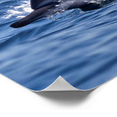 バンドウイルカの群れ ポスター (角)