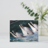 バンドウイルカ ポストカード (スタンド正面)