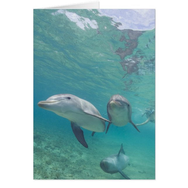バンドウイルカ Tursiops truncatus (正面)