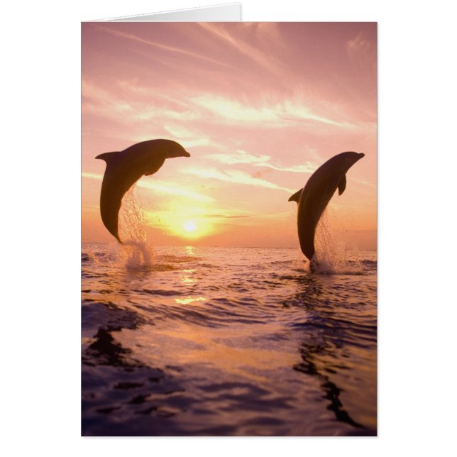バンドウイルカ Tursiops truncatus (正面)