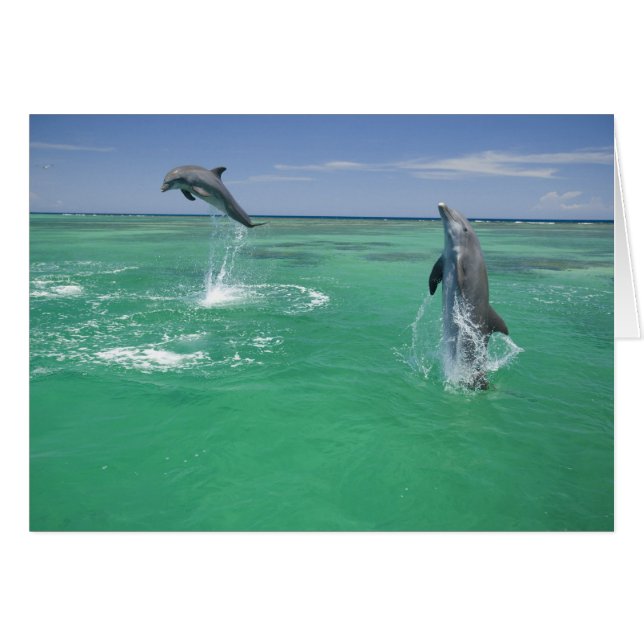 バンドウイルカ Tursiops truncatus (正面横)