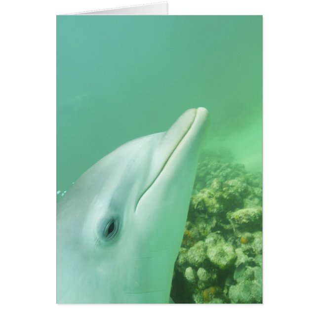 バンドウイルカ Tursiops truncatus (正面)